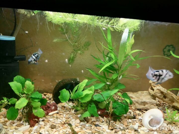 Рыбка сапфировый попугай