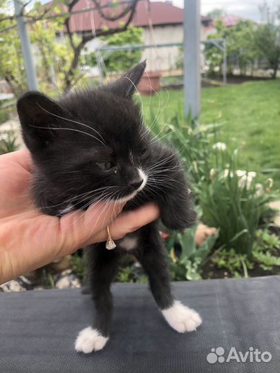 Отдам котят в добрые руки