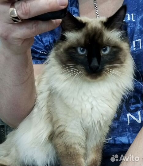 Вязка кошек