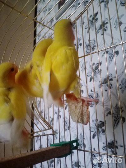 Попугай неразлучники