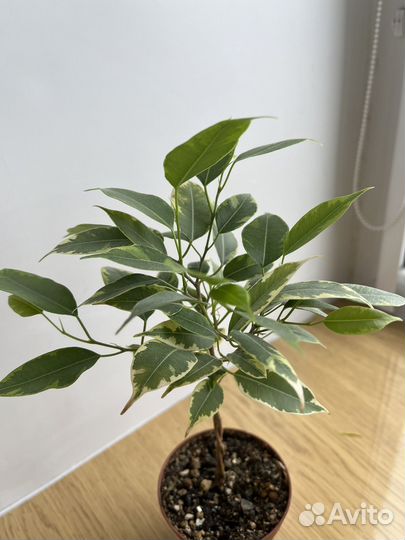 Фикус бенджамина пестролистный