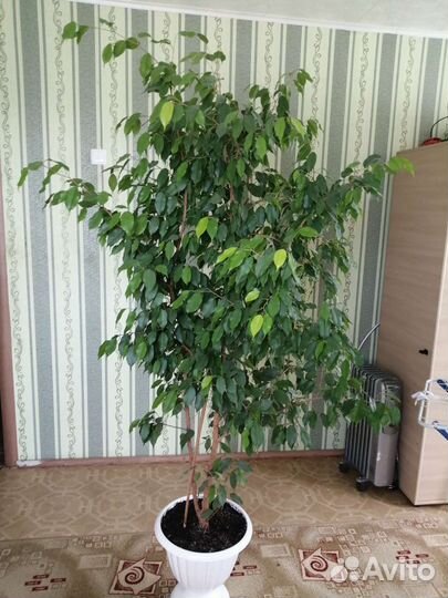 Фикус бенджамина большой