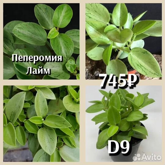 Пеперомия сорт
