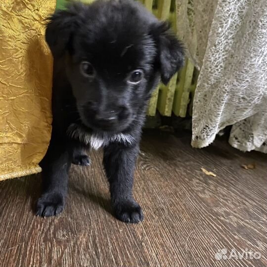Щеночки в добрые руки