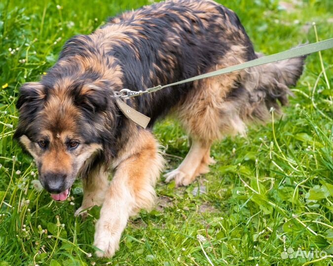 Собака в добрые руки отдам бесплатно