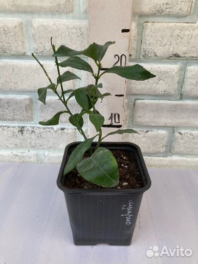 Цитрусовые деревья из питомника растений