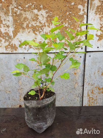 Пузыреплодники