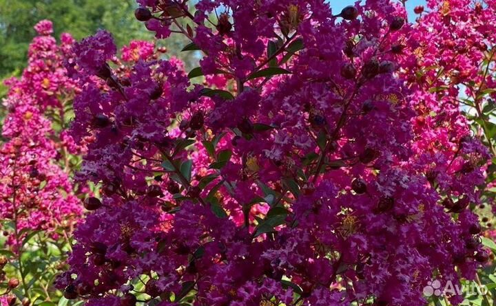 Лагерстремия