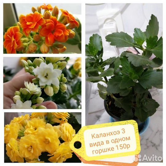 Суккуленты разные