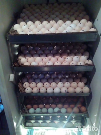 Цыплята для Домашнего содержания