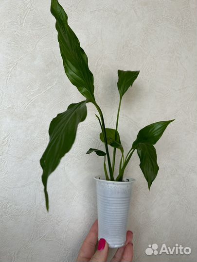 Спатифиллум крупный. Комнатный цветок