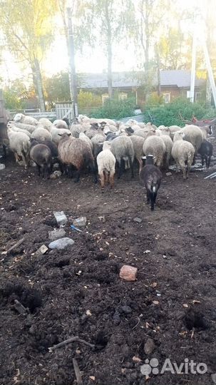 Овцы бараны на мясо