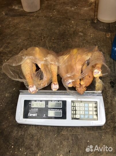 Куры редбро