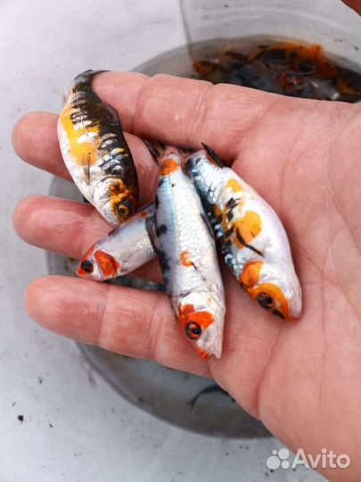 Рыба прудовая