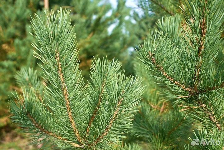 Сосна из питомника