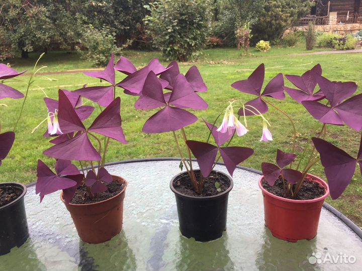 Комнатный цветок Кислица треугольная