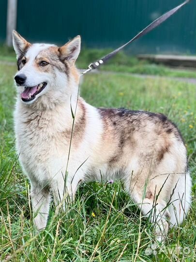 Лайка в дар