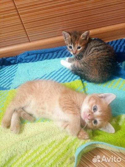 Котята домашние