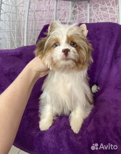 Эксклюзивный йорк с 2 голубыми глазами девочка