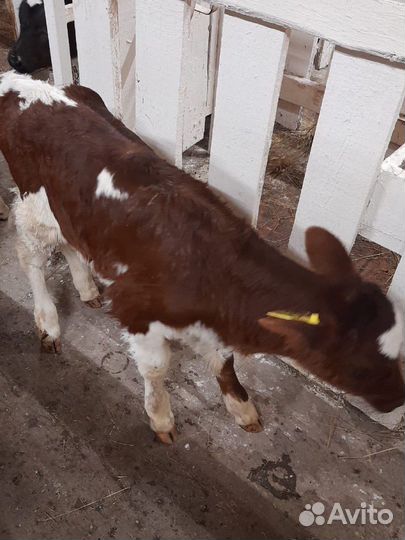 Телята бычки