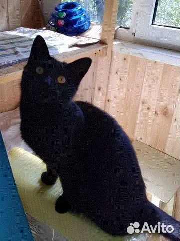 Чисто чёрная ласковая кошечка Ночь привезут к нам