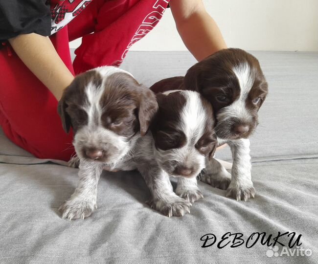 Щенки русского охотничего спаниеля