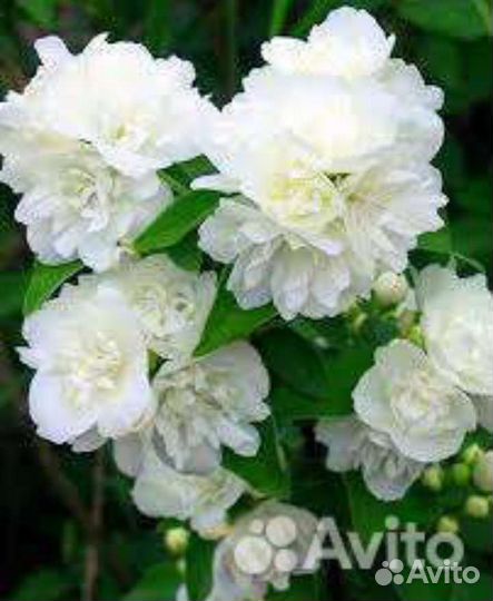 Жасмин махровый