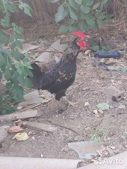 Карликовые петухи