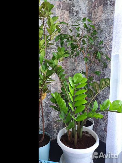 Цветы домашние