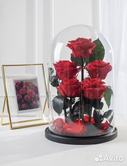 Живая роза в Колбе