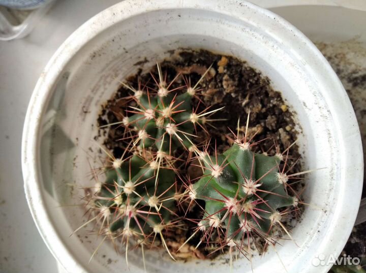 Кактусы из семян