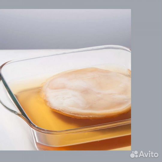 Чайный гриб и Комбуча