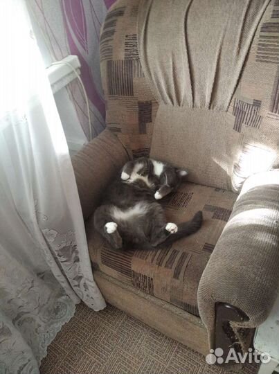Кошка в дар бесплатно