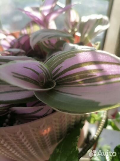 Трагисканцыи разные