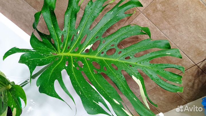 Монстера тайское созвездие