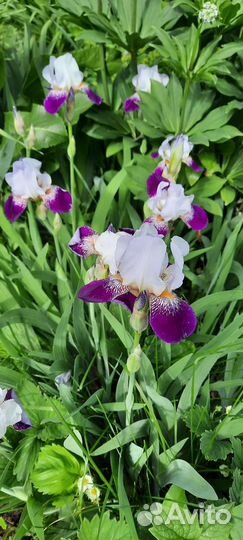 Ирисы