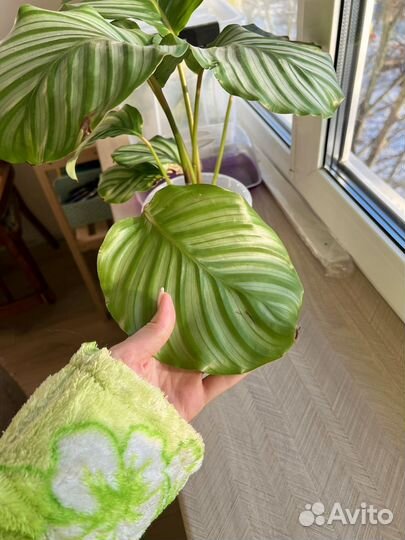 Калатея орбифолия