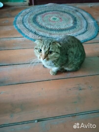 Кошечка в беде