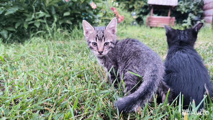 Отдали котят в добрые руки