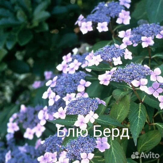 Саженцы Гортензий