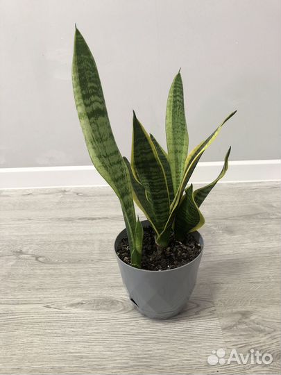 Сансевиерия/щучий хвост
