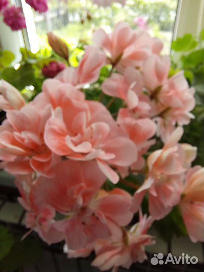 Пеларгония зонартик Lara Lorna