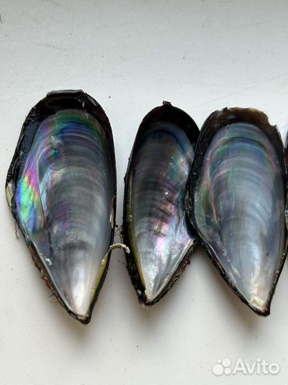 Морские ракушки раковины мидии голубые