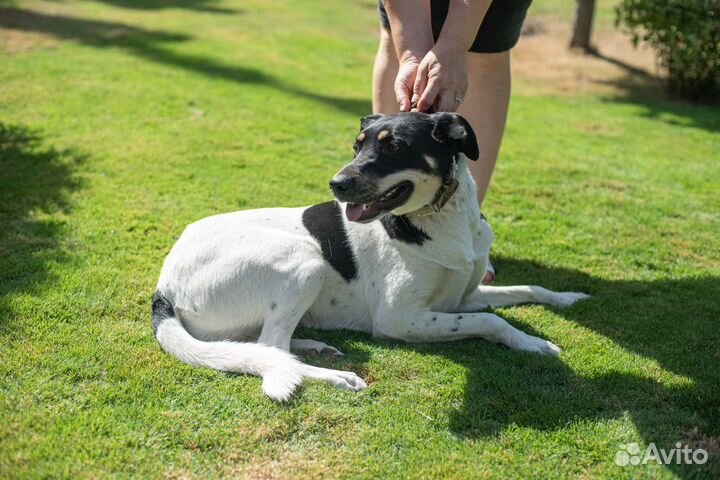 Собака в добрые руки отдам бесплатно