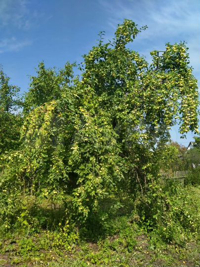 Участок 5 сот. (СНТ, ДНП)