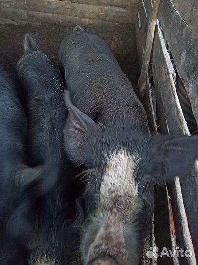 Хряк на племя