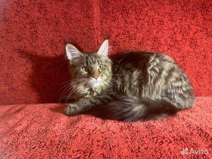 Котята породы Мейн-Кун