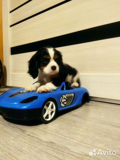 Кавалерчики РКФ