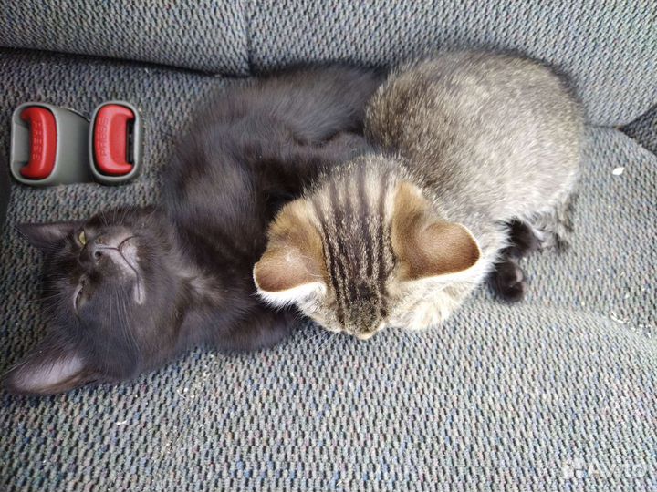 Кошки бесплатно