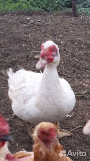 Селезень индоутки